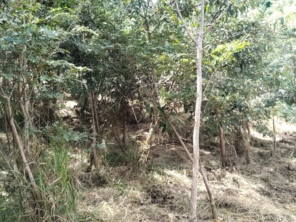 Foto de Jean Jardineiro - Roçagem de terreno em Botucatu, SP por Solutudo