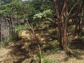 Foto de Jean Jardineiro - Roçagem de terreno em Botucatu, SP por Solutudo