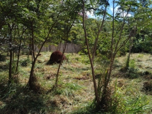 Foto de Jean Jardineiro - Roçagem de terreno em Botucatu, SP por Solutudo