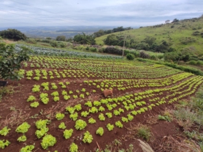Foto de Quitanda e distribuidora ELO em Botucatu, SP por Solutudo