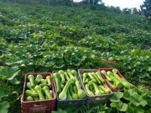 Foto de Quitanda e distribuidora ELO em Botucatu, SP por Solutudo