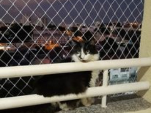 Foto de Rede de Proteção MT em Sorriso, MT por Solutudo
