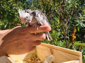 Foto de Calopsitas Pet Mansas em Nova Friburgo, RJ por Solutudo