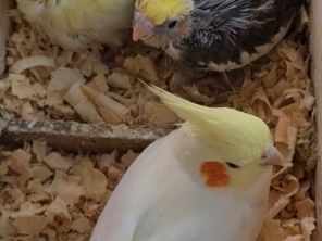 Foto de Calopsitas Pet Mansas em Nova Friburgo, RJ por Solutudo