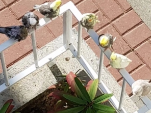 Foto de Calopsitas Pet Mansas em Nova Friburgo, RJ por Solutudo