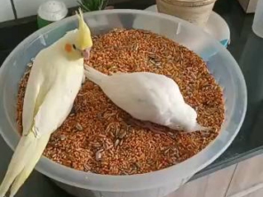 Foto de Calopsitas Pet Mansas em Nova Friburgo, RJ por Solutudo