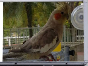 Foto de Calopsitas Pet Mansas em Nova Friburgo, RJ por Solutudo