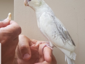 Foto de Calopsitas Pet Mansas em Nova Friburgo, RJ por Solutudo