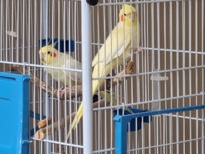 Foto de Calopsitas Pet Mansas em Nova Friburgo, RJ por Solutudo