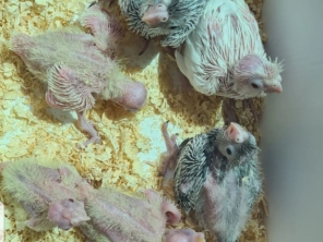 Foto de Calopsitas Pet Mansas em Nova Friburgo, RJ por Solutudo
