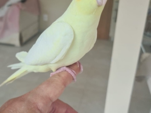 Foto de Calopsitas Pet Mansas em Nova Friburgo, RJ por Solutudo