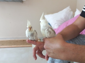 Foto de Calopsitas Pet Mansas em Nova Friburgo, RJ por Solutudo