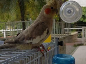 Foto de Calopsitas Pet Mansas em Nova Friburgo, RJ por Solutudo