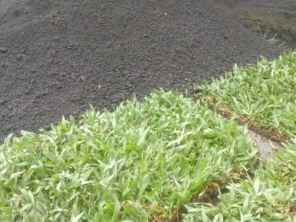 Foto de Grameira Rocha em Matinhos, PR por Solutudo