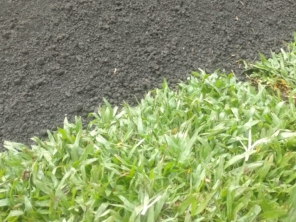 Foto de Grameira Rocha em Matinhos, PR por Solutudo