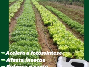 Foto de Vieiras garden em Ibiúna, SP por Solutudo