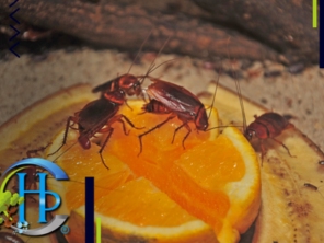 Foto de Hidro Pragas Dedetizadora e Desentupidora em Praia Grande, SP por Solutudo