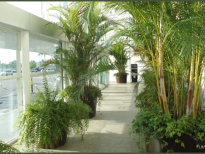 Foto de Plantar Grande em Botucatu, SP por Solutudo