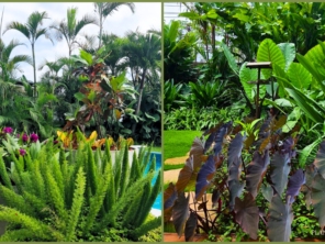 Foto de Plantar Grande em Botucatu, SP por Solutudo