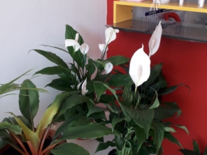 Foto de Sara Kali Floricultura em Botucatu, SP por Solutudo