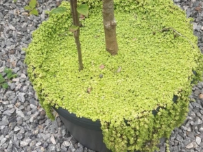 Foto de Sara Kali Floricultura em Botucatu, SP por Solutudo