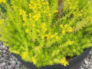 Foto de Sara Kali Floricultura em Botucatu, SP por Solutudo