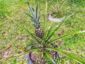 Foto de Sara Kali Floricultura em Botucatu, SP por Solutudo
