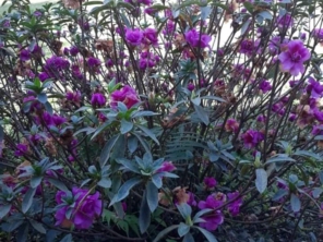 Foto de Sara Kali Floricultura em Botucatu, SP por Solutudo