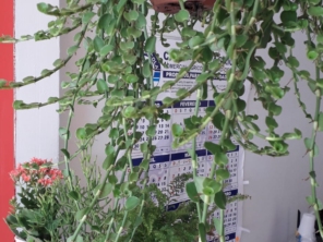 Foto de Sara Kali Floricultura em Botucatu, SP por Solutudo