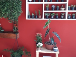 Foto de Sara Kali Floricultura em Botucatu, SP por Solutudo