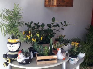 Foto de Sara Kali Floricultura em Botucatu, SP por Solutudo