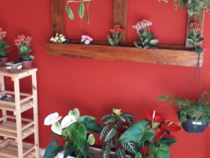 Foto de Sara Kali Floricultura em Botucatu, SP por Solutudo
