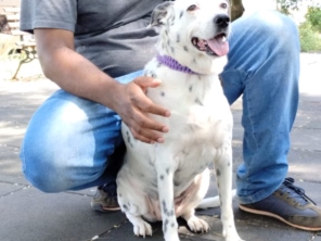 Foto de Alcateia Zen - Adestramento Canino e Hotel Pet em Botucatu, SP por Solutudo