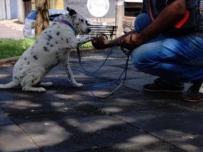 Foto de Alcateia Zen - Adestramento Canino e Hotel Pet em Botucatu, SP por Solutudo