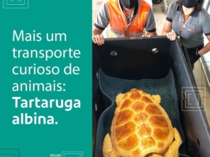 Foto de Gollog - Logística em Sinop, MT por Solutudo