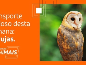 Foto de Gollog - Logística em Sinop, MT por Solutudo