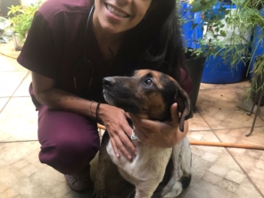 Foto de Lar Doce Vet - Veterinária Domiciliar em Bauru, SP por Solutudo