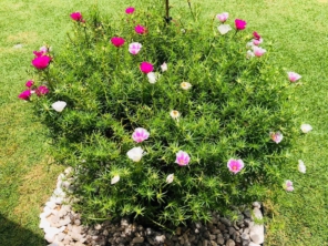 Foto de Jard.Flor Jardinagem em Botucatu, SP por Solutudo