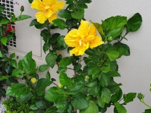Foto de Jard.Flor Jardinagem em Botucatu, SP por Solutudo