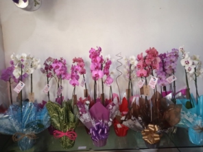Foto de Jard.Flor Jardinagem em Botucatu, SP por Solutudo
