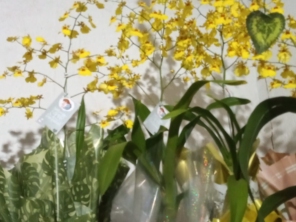Foto de Jard.Flor Jardinagem em Botucatu, SP por Solutudo