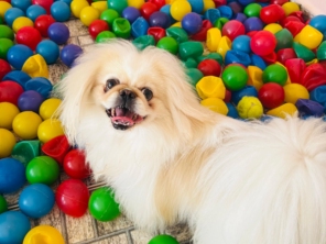 Foto de Pet Toopia Creche e Hotel para Cães em Botucatu, SP por Solutudo