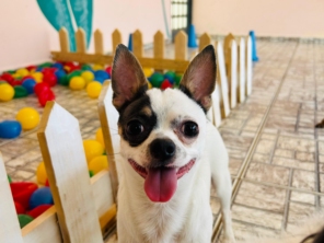 Foto de Pet Toopia Creche e Hotel para Cães em Botucatu, SP por Solutudo