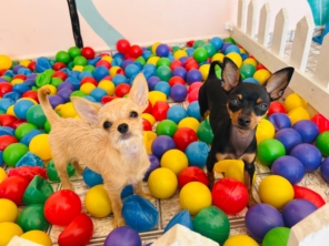 Foto de Pet Toopia Creche e Hotel para Cães em Botucatu, SP por Solutudo