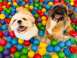 Foto de Pet Toopia Creche e Hotel para Cães em Botucatu, SP por Solutudo