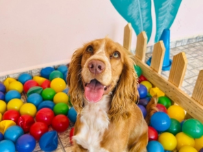 Foto de Pet Toopia Creche e Hotel para Cães em Botucatu, SP por Solutudo