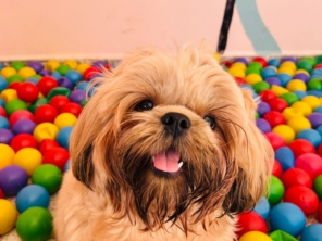 Foto de Pet Toopia Creche e Hotel para Cães em Botucatu, SP por Solutudo