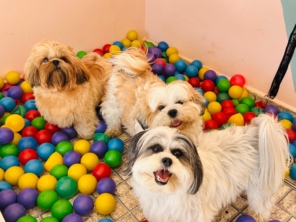 Foto de Pet Toopia Creche e Hotel para Cães em Botucatu, SP por Solutudo