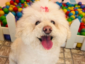 Foto de Pet Toopia Creche e Hotel para Cães em Botucatu, SP por Solutudo
