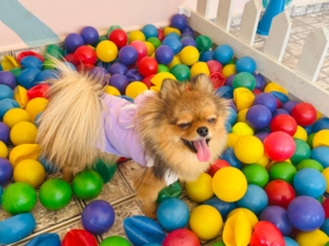 Foto de Pet Toopia Creche e Hotel para Cães em Botucatu, SP por Solutudo